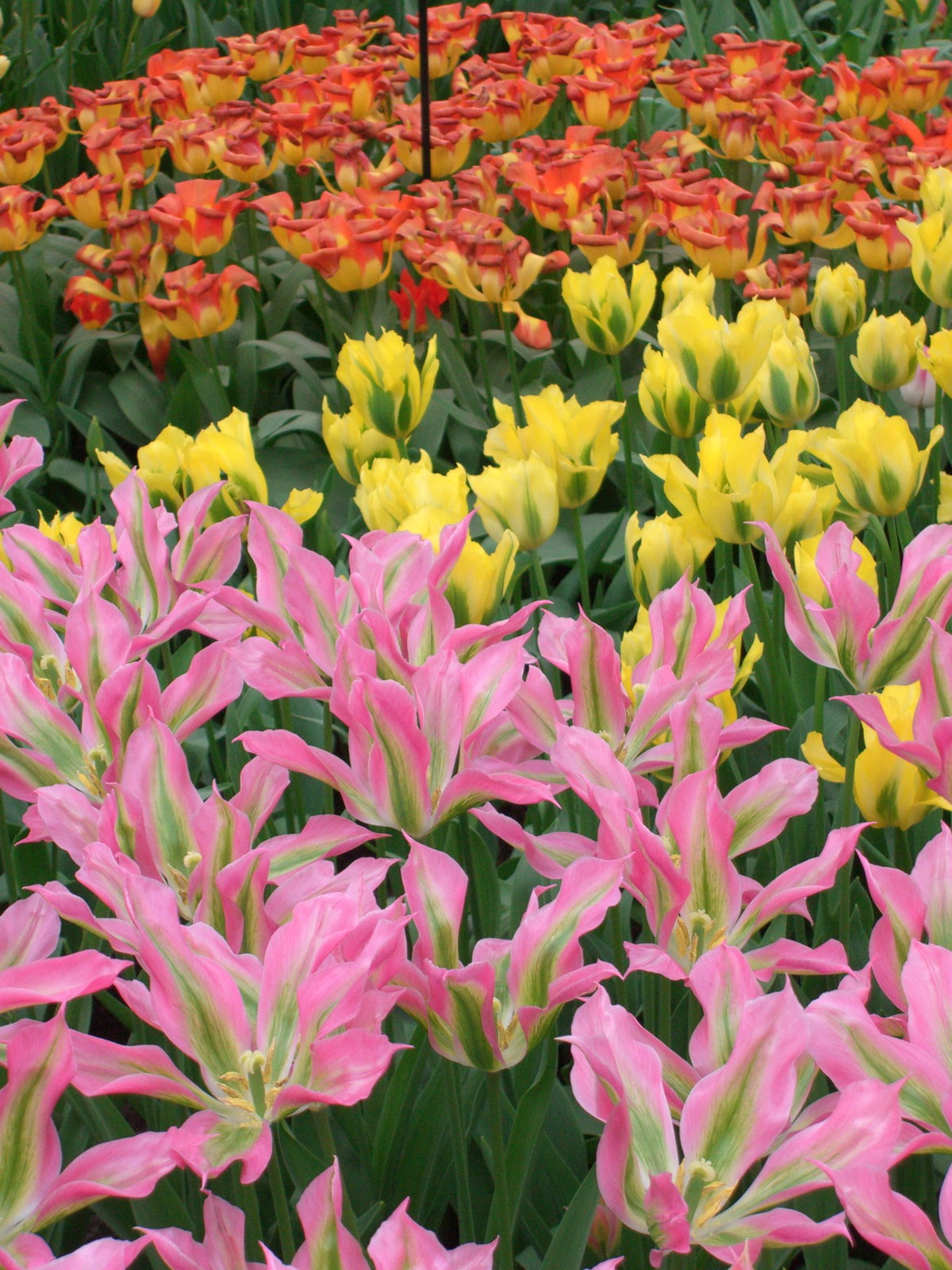 Netherlands Keukenhof